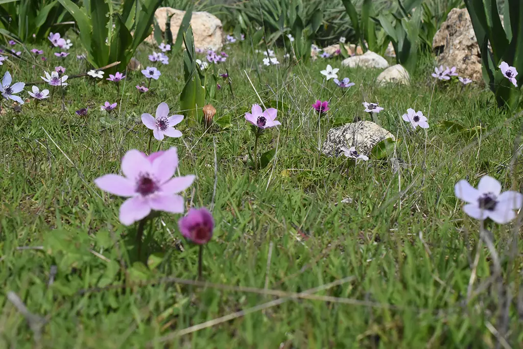 Moundiko-nature-trail-part-1 46 moundiko-nature-trail-part-1_46