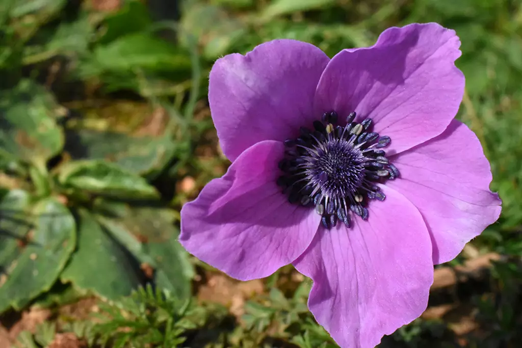Moundiko-nature-trail-part-1 47 moundiko-nature-trail-part-1_47