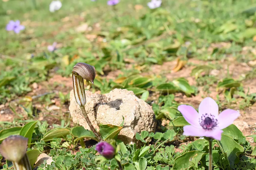 Moundiko-nature-trail-part-1 49 moundiko-nature-trail-part-1_49