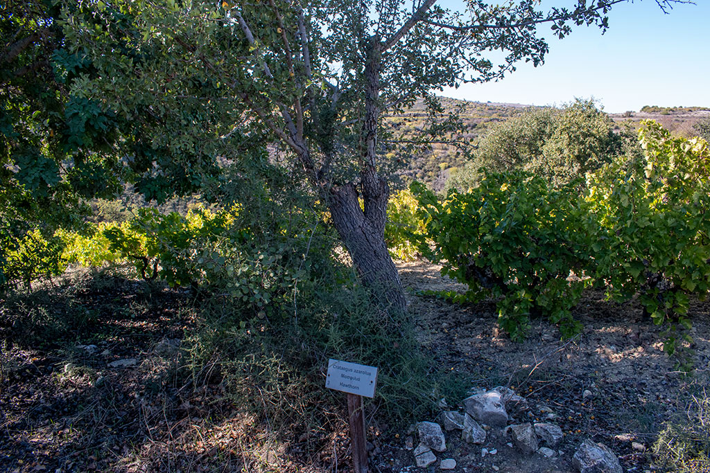 Pano-akourdaleia-nature-trail 07 pano-akourdaleia-nature-trail_07