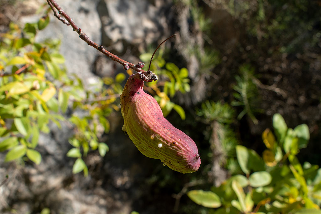 pano-akourdaleia-nature-trail_10