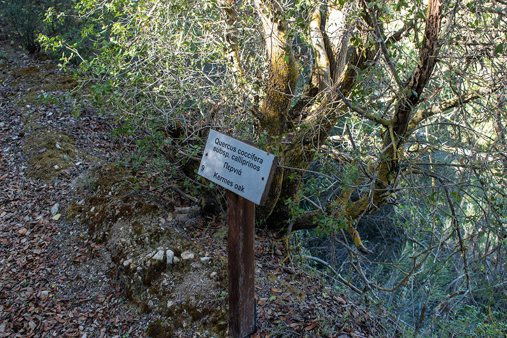 Pano-akourdaleia-nature-trail 12 pano-akourdaleia-nature-trail_12
