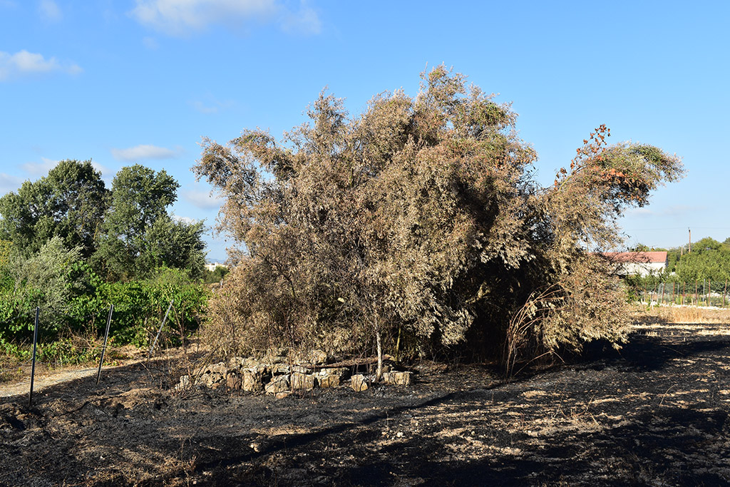 Paphos-fires 04 paphos-fires_04