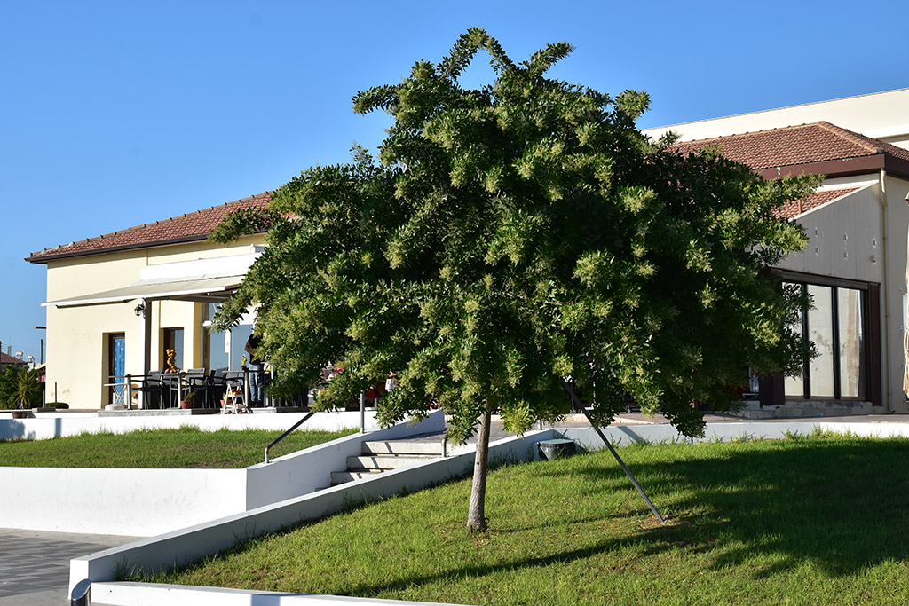 paphos-municipal-market_01