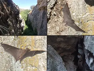 Polemi Bat Cave