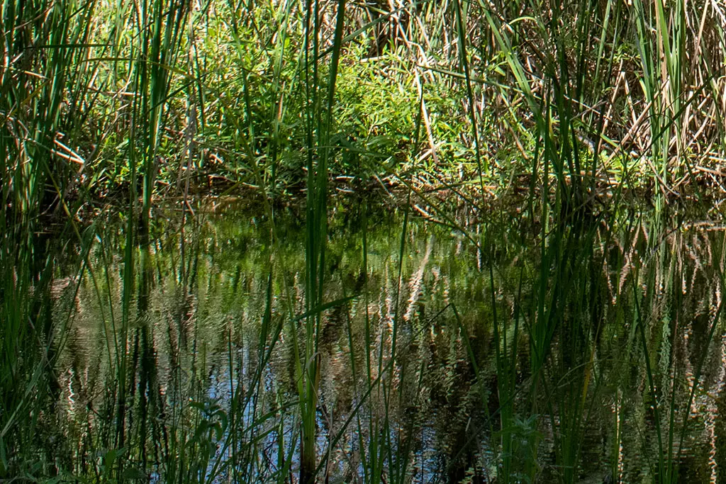 Polemi-pond 09 polemi-pond_09