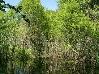 Polemi Pond