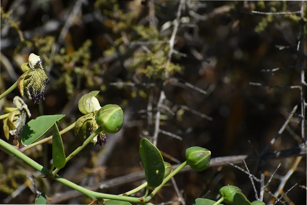 polemi-rocks_29