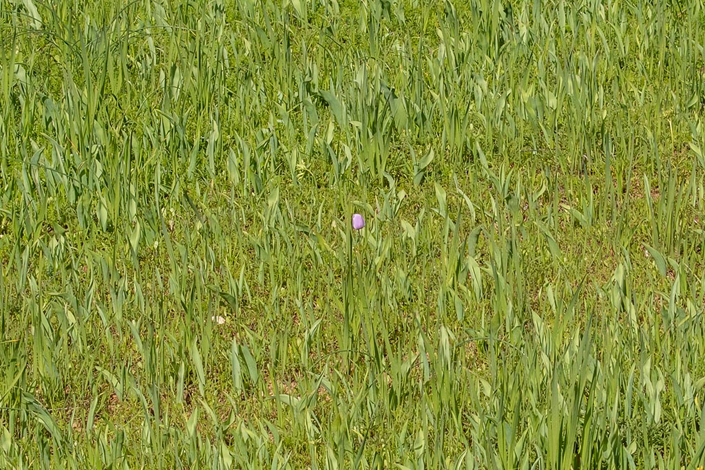 polemi-tulip-report_17