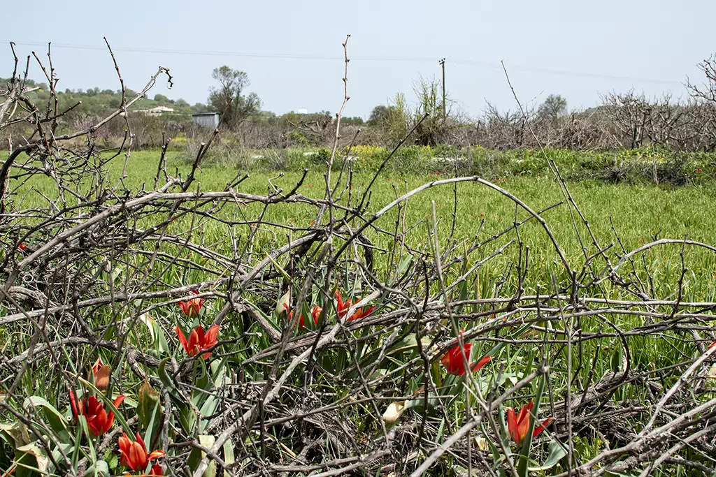 polemi-tulip-season_03