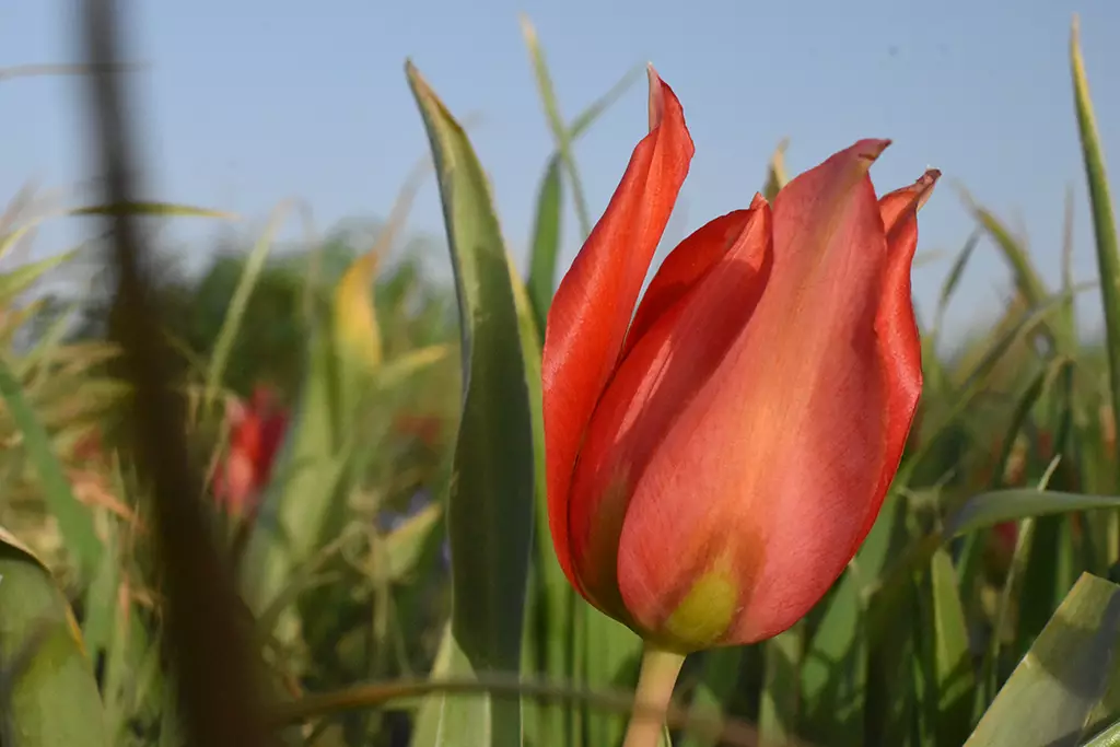 polemi-tulip-season_05