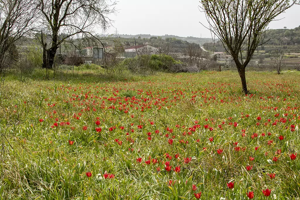 polemi-tulip-season_08