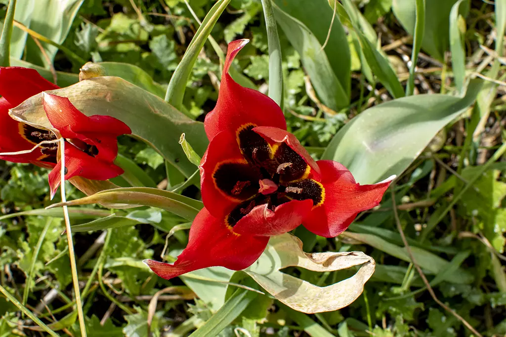 Polemi-tulip-season 12 polemi-tulip-season_12