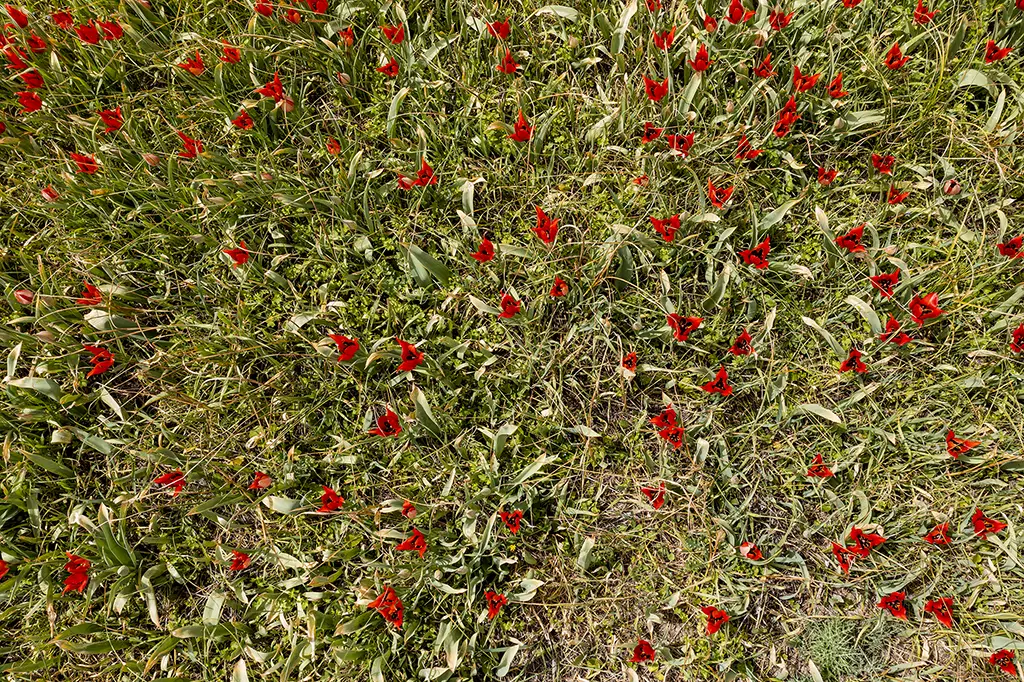 Polemi-tulip-season 15 polemi-tulip-season_15