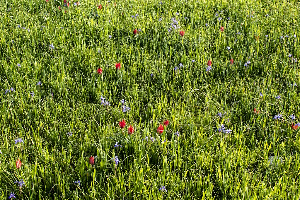 Polemi-tulip-season 25 polemi-tulip-season_25