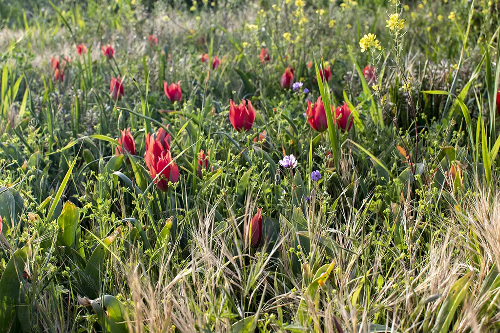 Polemi-tulip-season 28 polemi-tulip-season_28