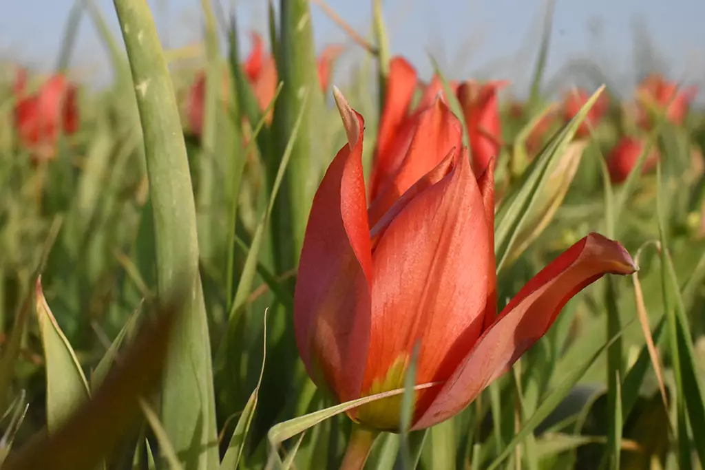 Polemi-tulip-season 29 polemi-tulip-season_29