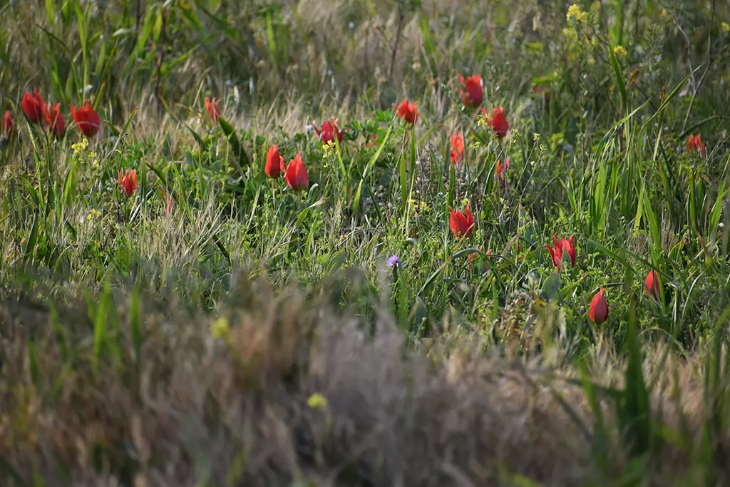 Polemi-tulip-season 30 polemi-tulip-season_30