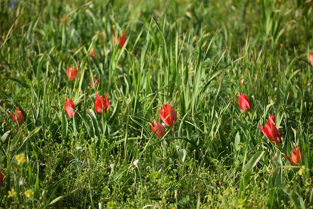 polemi-tulip-season_40