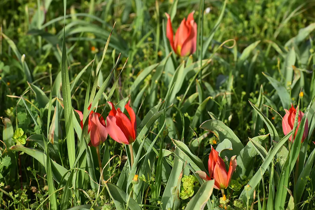 polemi-tulip-season_41