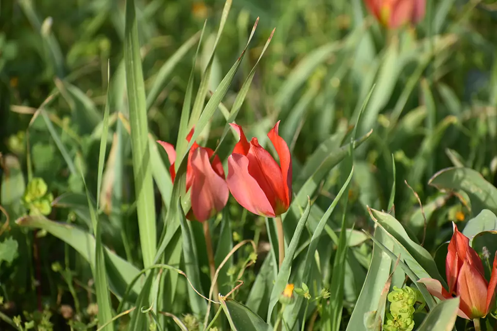 polemi-tulip-season_42