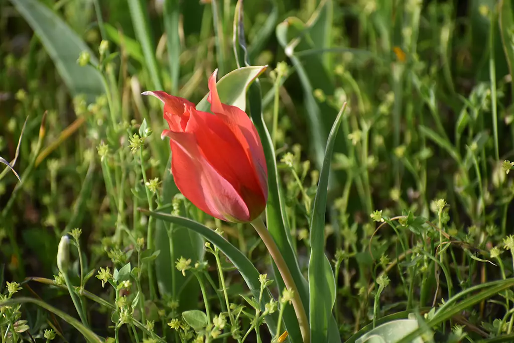 polemi-tulip-season_43