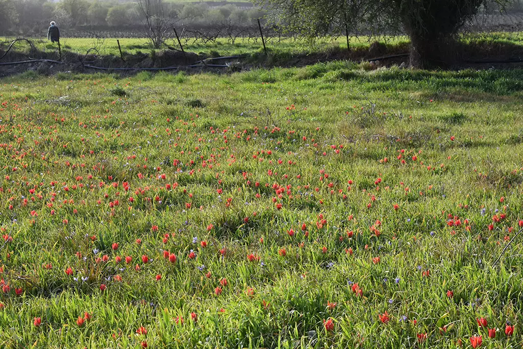 polemi-tulip-season_49