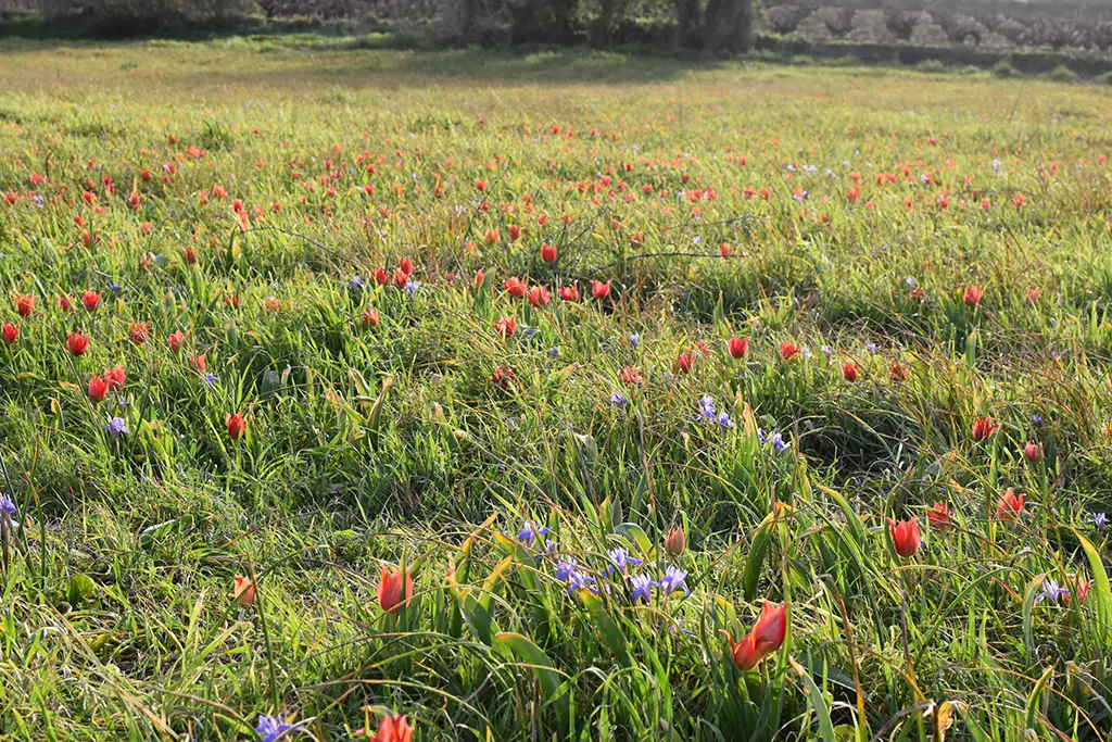 polemi-tulip-season_50