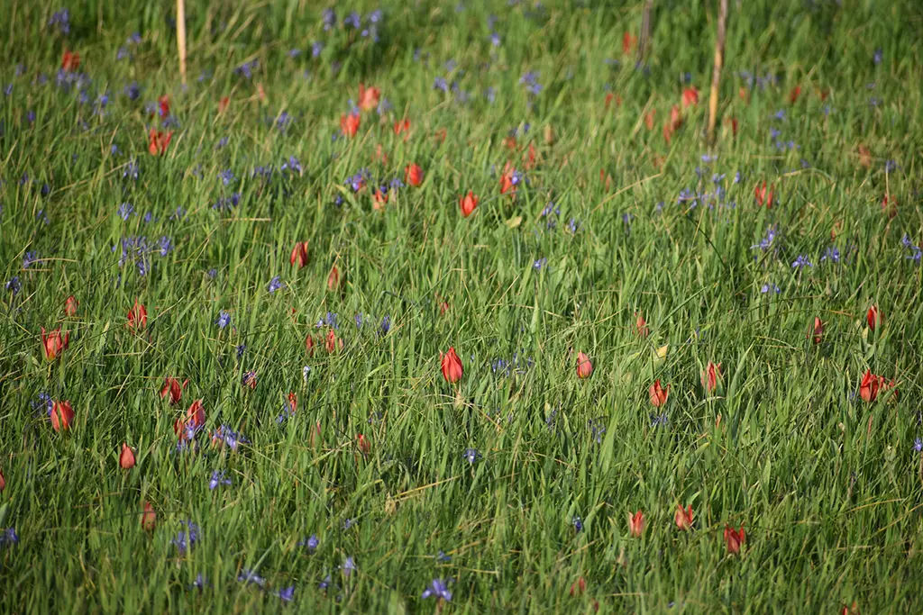 polemi-tulip-season_51