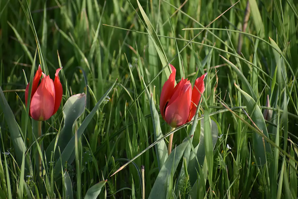 polemi-tulip-season_52