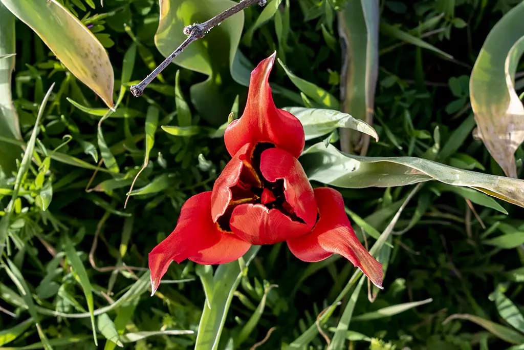 polemi-tulip-season_53