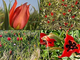 Polemi Tulip Season