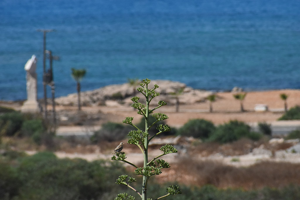 Postcard-from-ayia-napa-2022 34 postcard-from-ayia-napa-2022_34