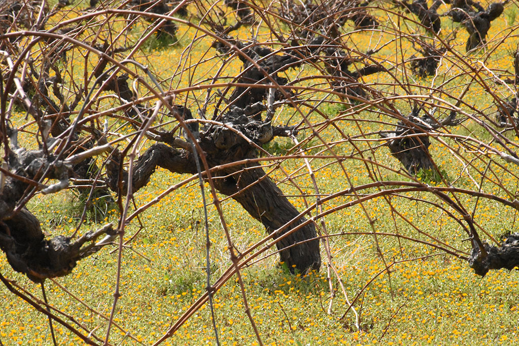 Spring-blossom-and-flowers 03 spring-blossom-and-flowers_03