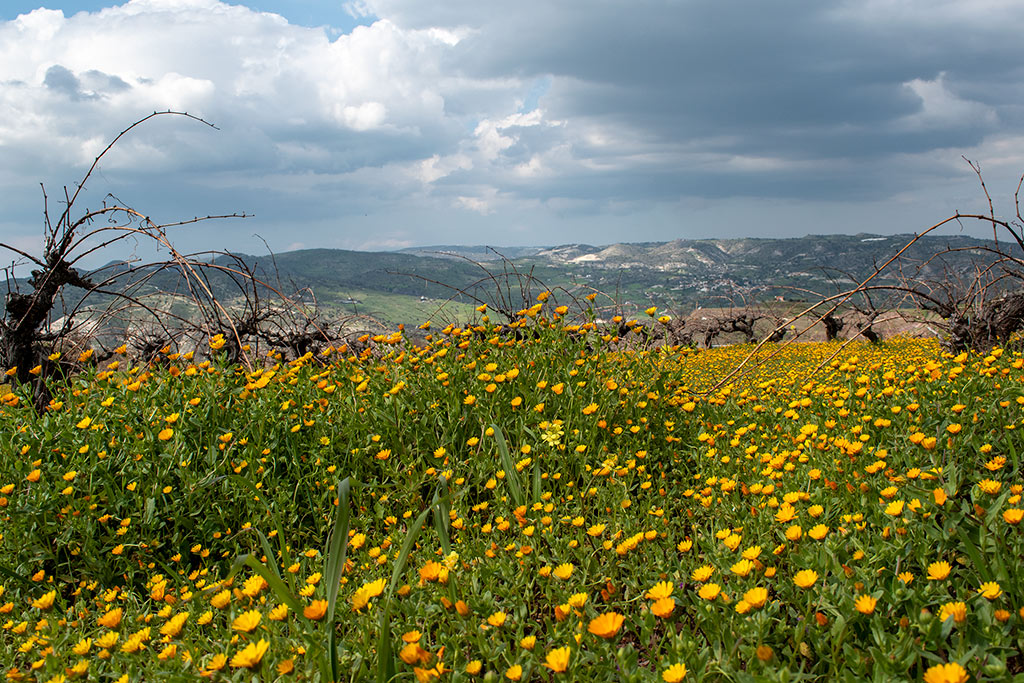 spring-blossom-and-flowers_07