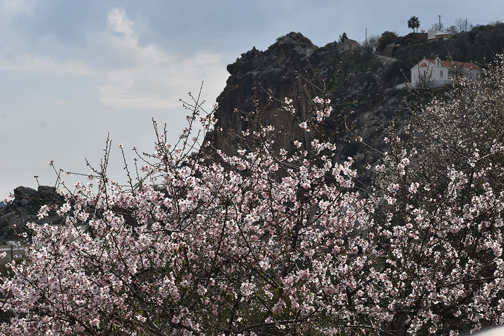 Spring-blossom-and-flowers 18 spring-blossom-and-flowers_18