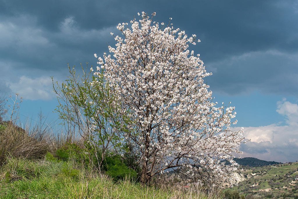 Spring-blossom-and-flowers 19 spring-blossom-and-flowers_19