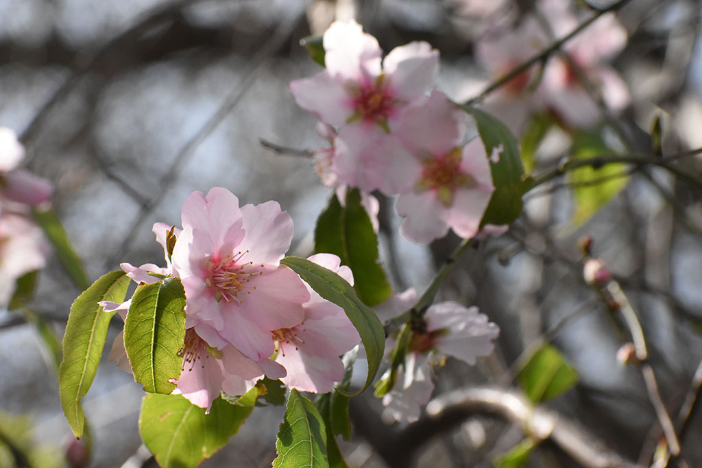 Spring-blossom-and-flowers 23 spring-blossom-and-flowers_23