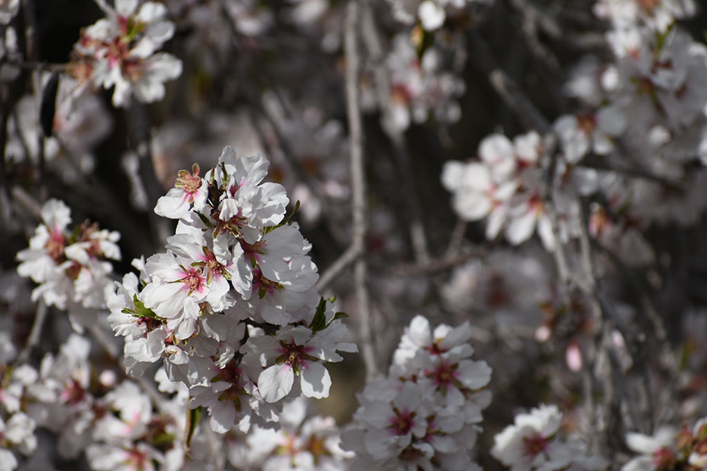 Spring-blossom-and-flowers 24 spring-blossom-and-flowers_24