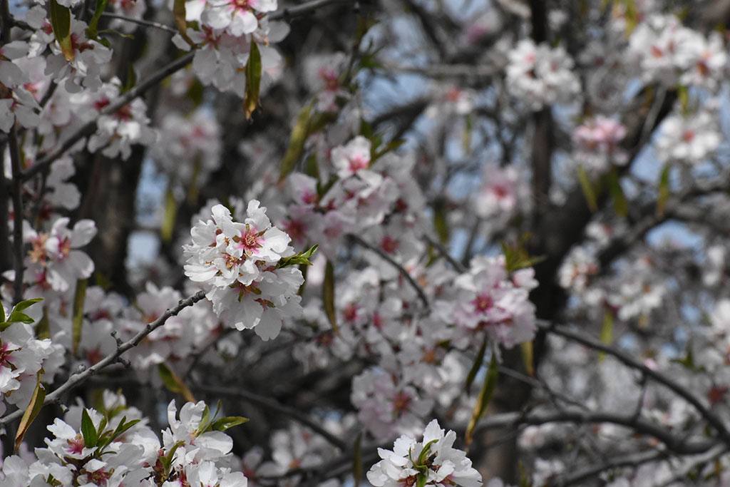 Spring-blossom-and-flowers 25 spring-blossom-and-flowers_25