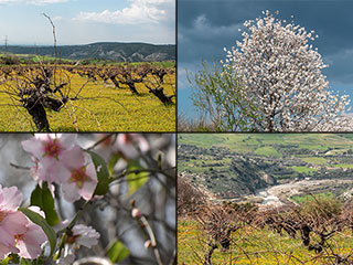 Spring Blossom And Flowers