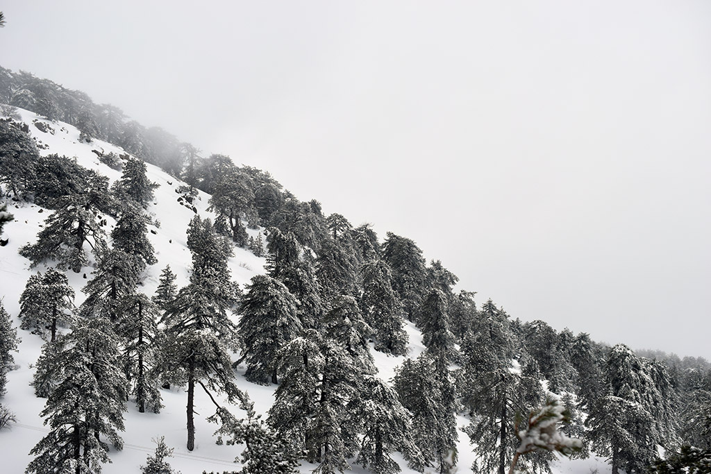 Troodos-ice-festival 10 troodos-ice-festival_10