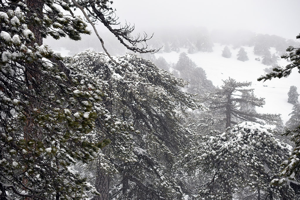 Troodos-ice-festival 11 troodos-ice-festival_11