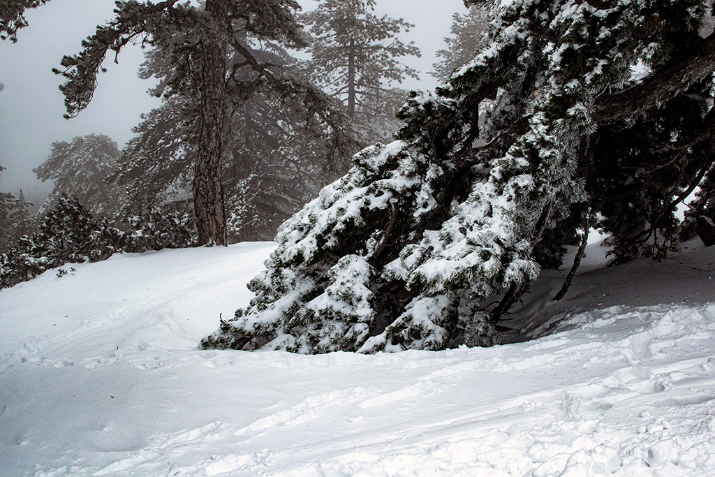troodos-ice-festival_23