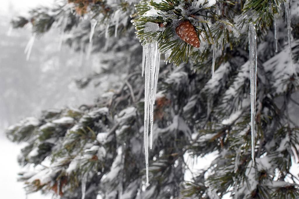 Troodos-ice-festival 29 troodos-ice-festival_29