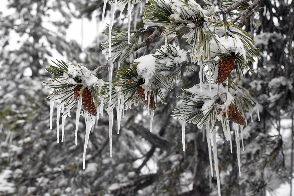 Troodos-ice-festival 30 troodos-ice-festival_30