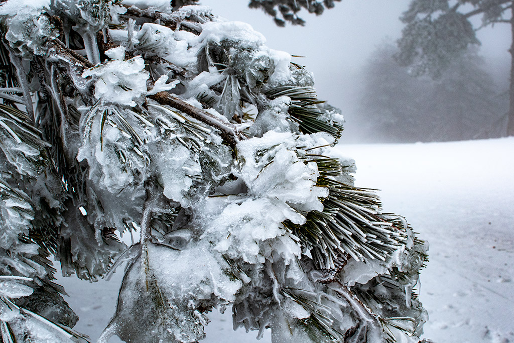troodos-ice-festival_31