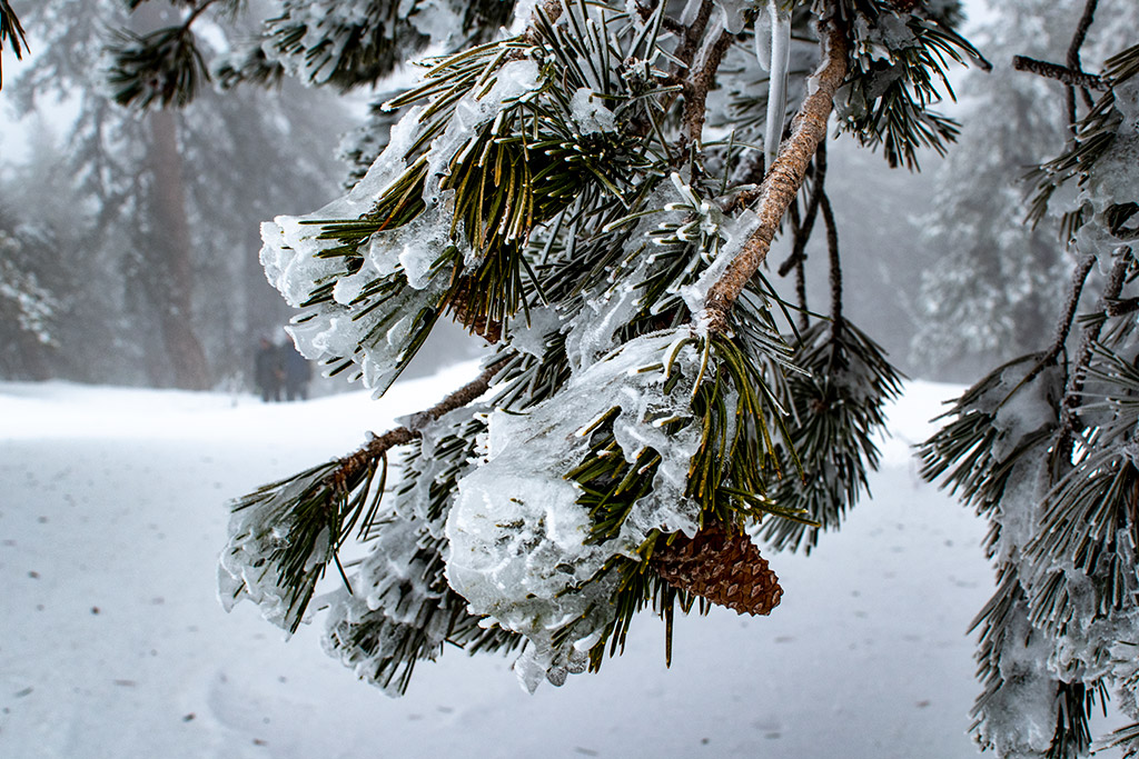troodos-ice-festival_33