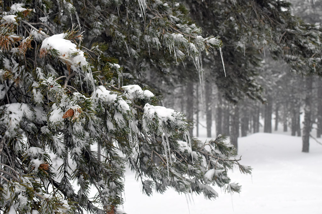 troodos-ice-festival_34