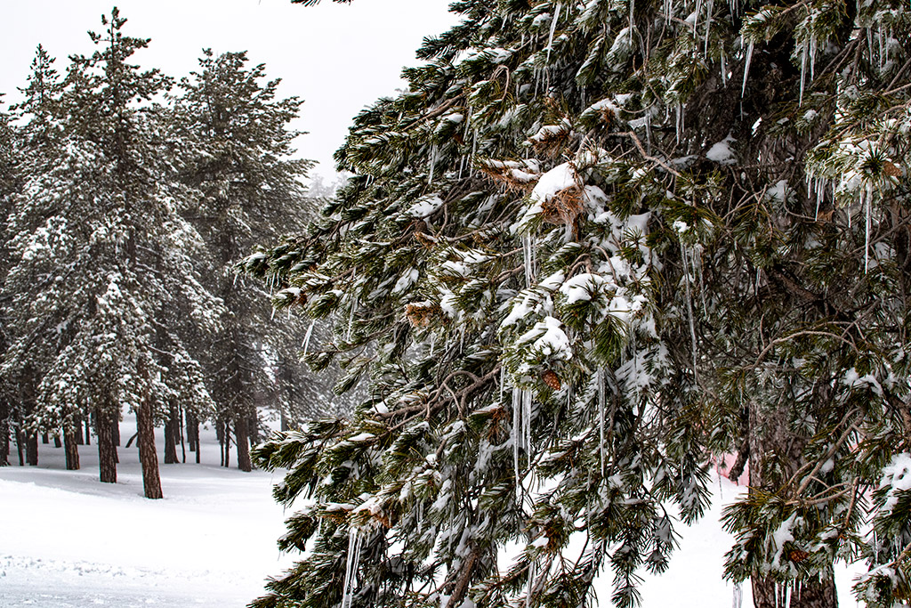 troodos-ice-festival_39